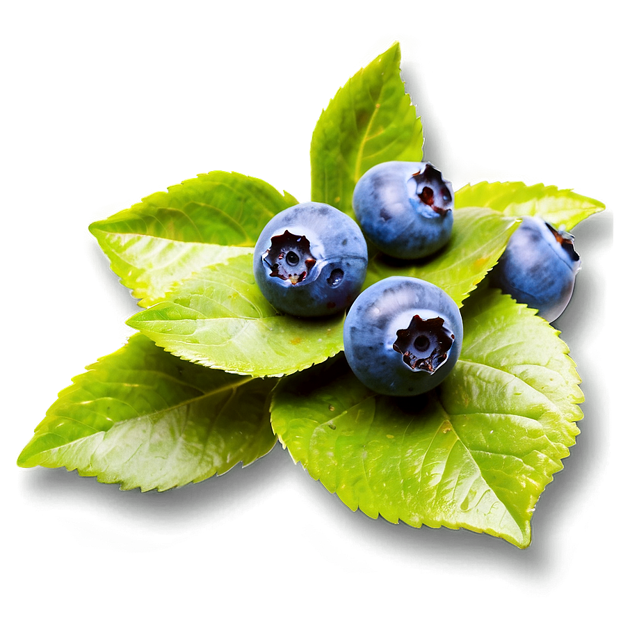 Blueberry Farm Fresh Png 13 PNG Image