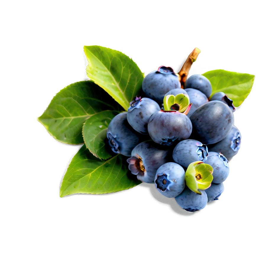 Blueberry Harvest Png Hfx PNG Image