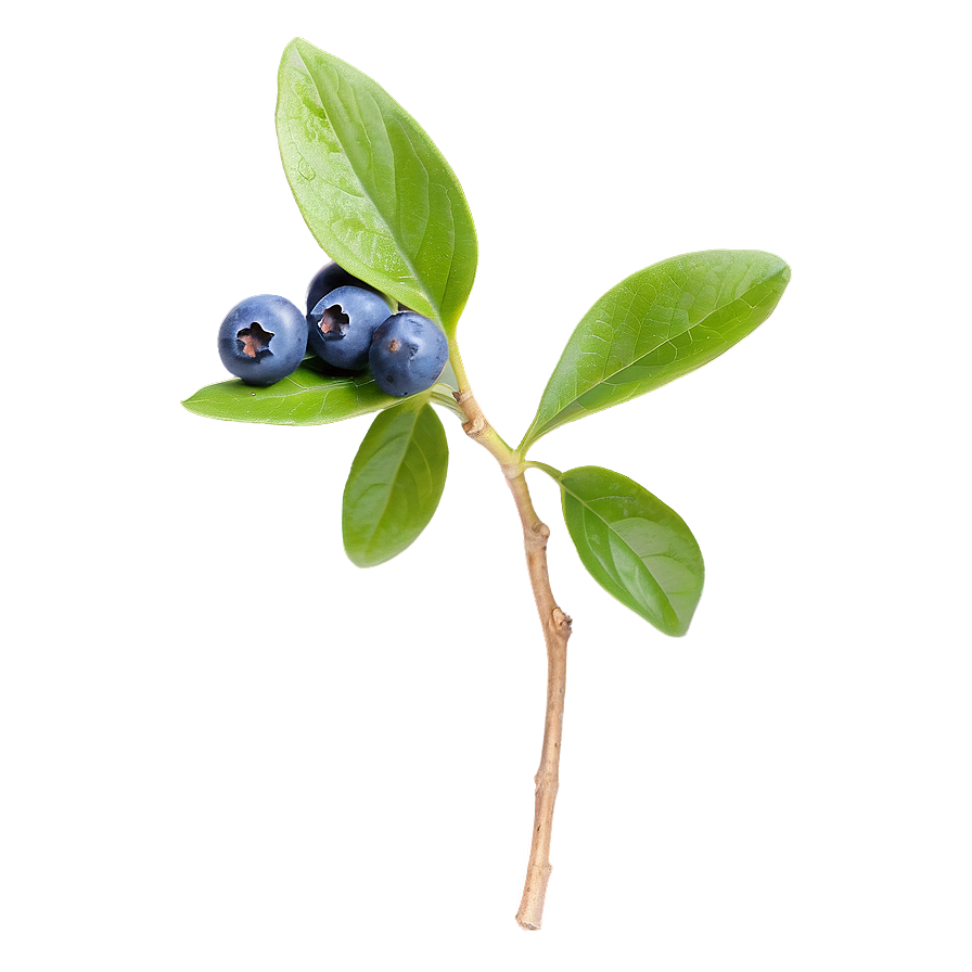 Blueberry Sprig Png Xgh PNG Image