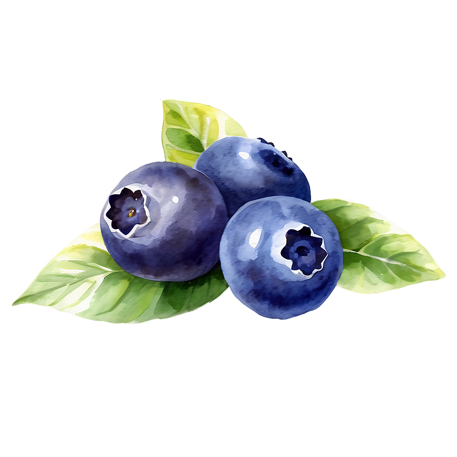 Blueberry Watercolor Png Xst PNG Image