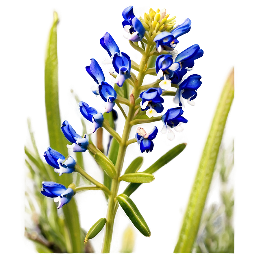 Bluebonnet At Dusk Png 35 PNG Image