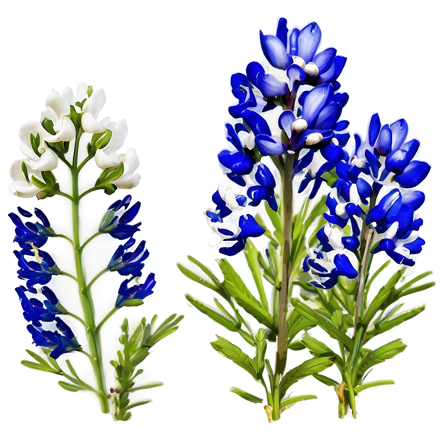 Bluebonnet Festival Png 18 PNG Image