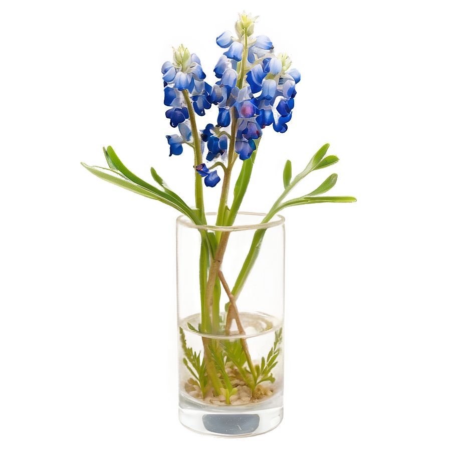 Bluebonnet In A Vase Png 06272024 PNG Image