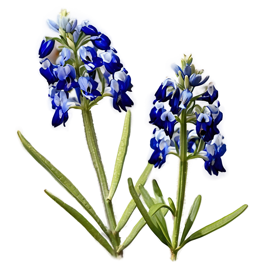 Bluebonnet In Soft Light Png 06272024 PNG Image