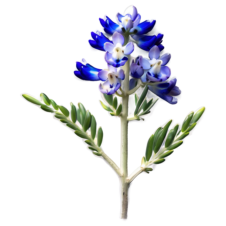 Bluebonnet In Soft Light Png Ivc67 PNG Image