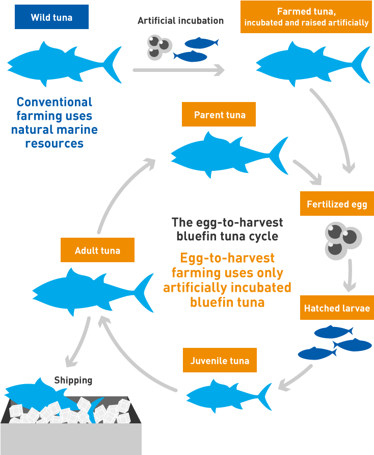 Bluefin Tuna Farming Cycle PNG Image