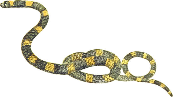 Boa Constrictor Transparent Background PNG Image