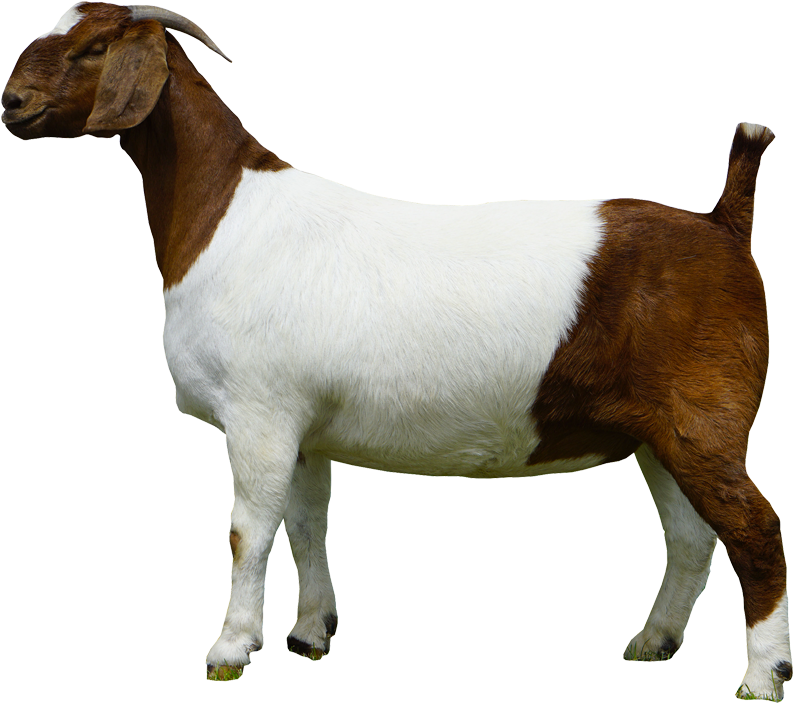 Boer Goat Side View.png PNG Image