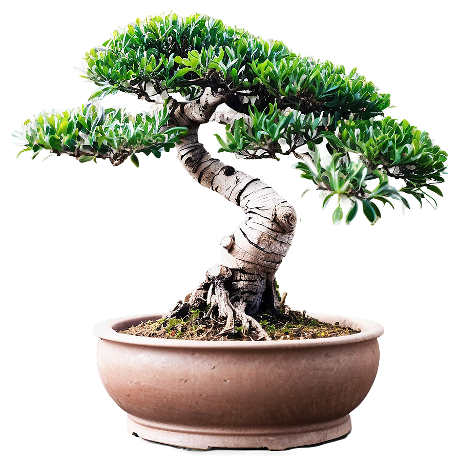 Bonsai Plant Clipart Png Mck PNG Image