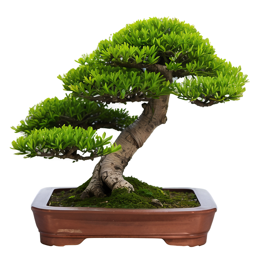 Bonsai Plant Png 05032024 PNG Image