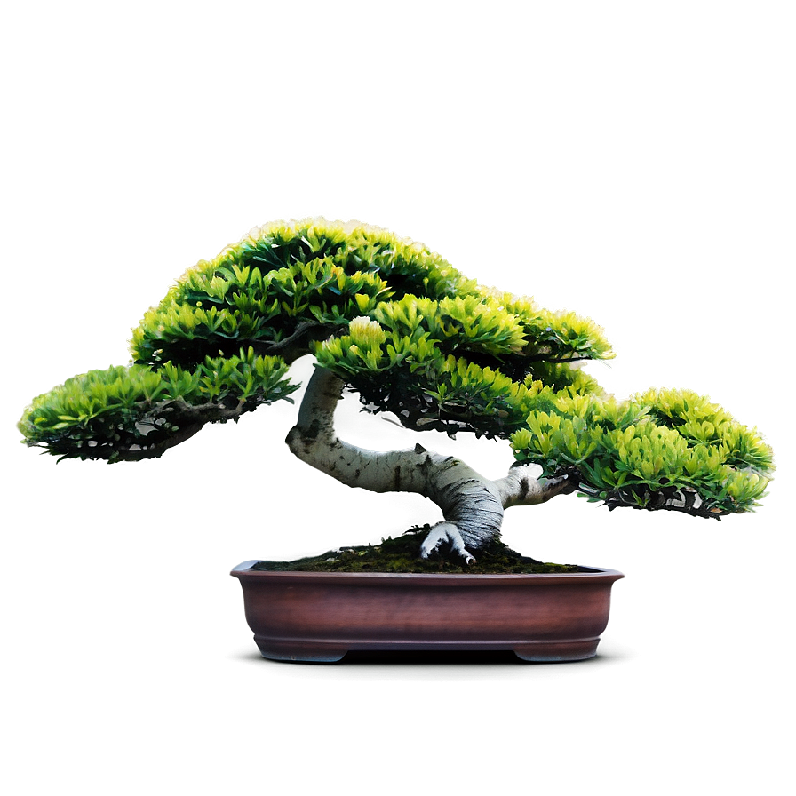 Bonsai Plant Png Hhm15 PNG Image