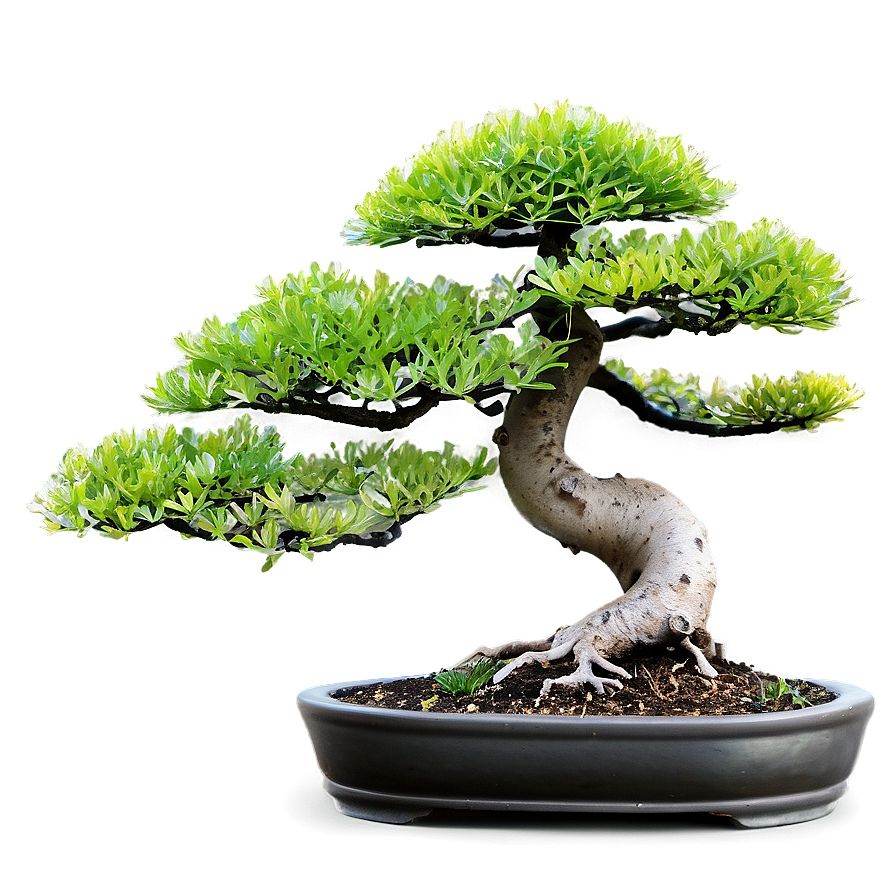 Bonsai Plants Png 05042024 PNG Image