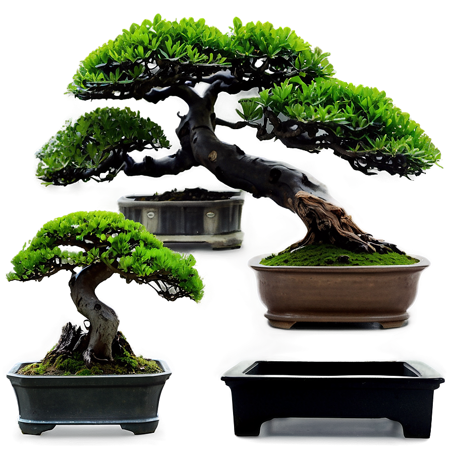 Bonsai Plants Png 95 PNG Image