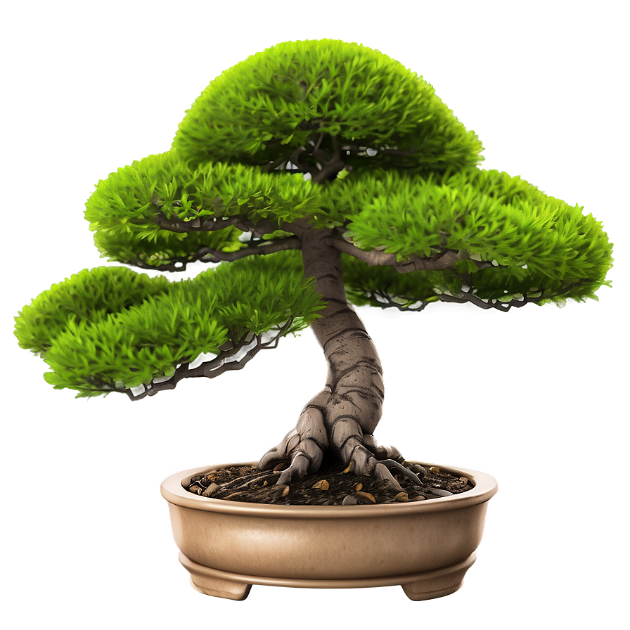 Bonsai Tree Illustration Png 06202024 PNG Image