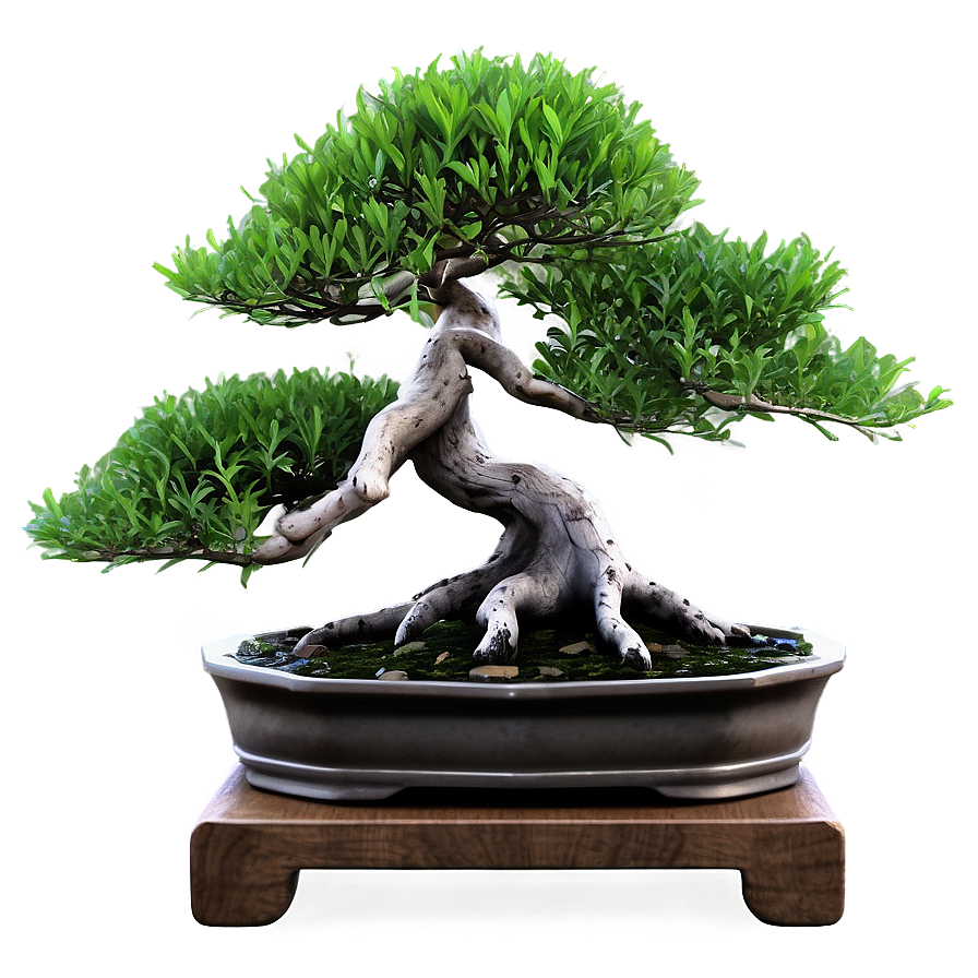 Bonsai Tree Illustration Png 98 PNG Image