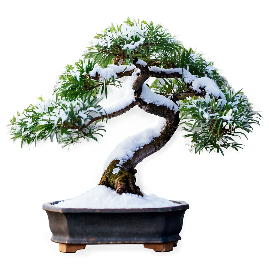 Bonsai Tree In Snow Png Lhw PNG Image