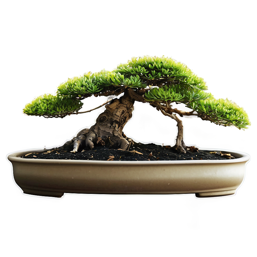 Bonsai Tree Sprouting Png 06202024 PNG Image