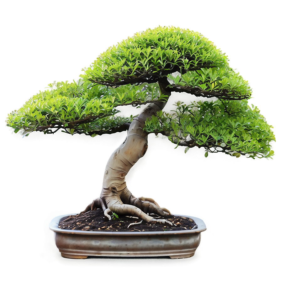 Bonsai Tree Sprouting Png 06202024 PNG Image