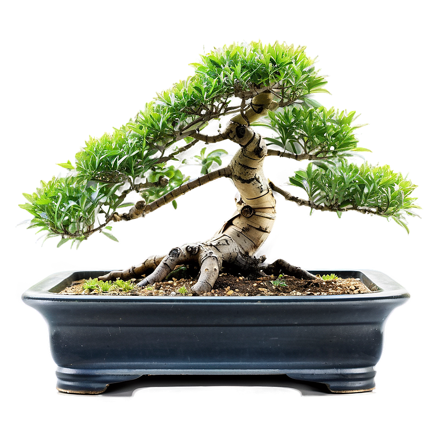 Bonsai Tree With Bamboo Png Bgj PNG Image