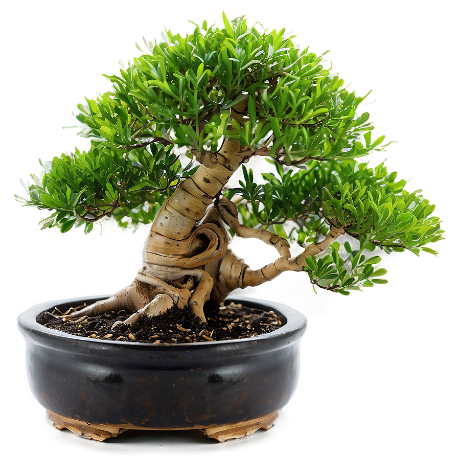 Bonsai Tree With Bamboo Png Fic87 PNG Image