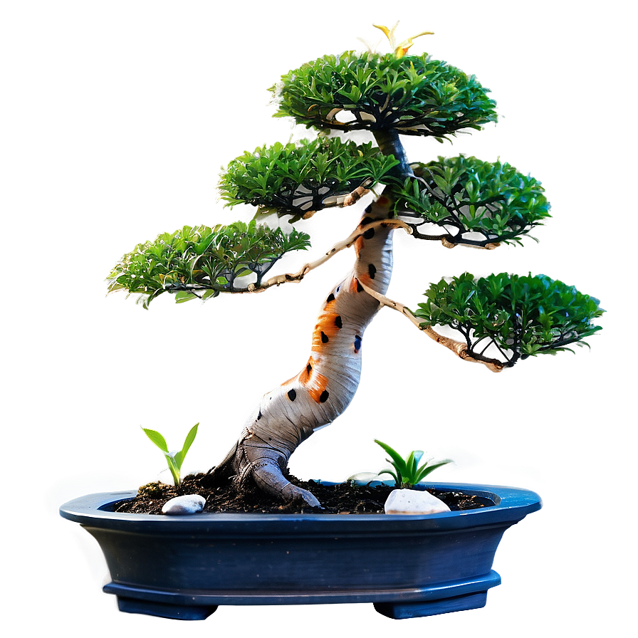 Bonsai Tree With Koi Fish Png Bfv PNG Image