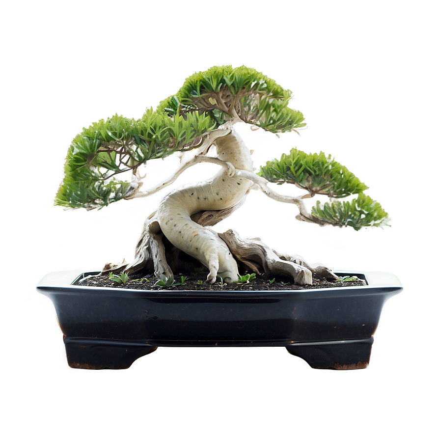 Bonsai Tree With Koi Fish Png Wff PNG Image