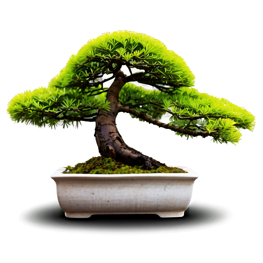 Bonsai Tree With Lanterns Png 06202024 PNG Image