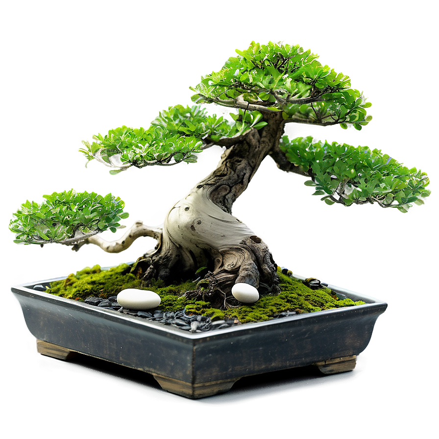 Bonsai Tree With Zen Stones Png 50 PNG Image