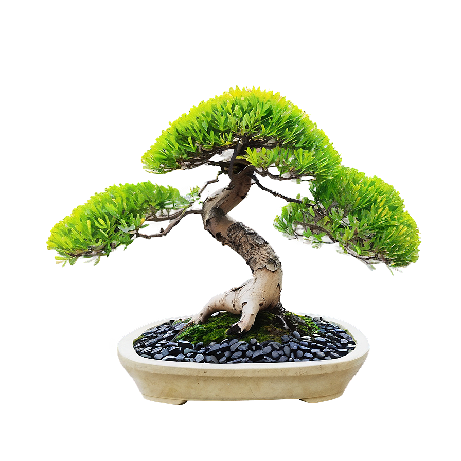 Bonsai Tree With Zen Stones Png Cuj PNG Image