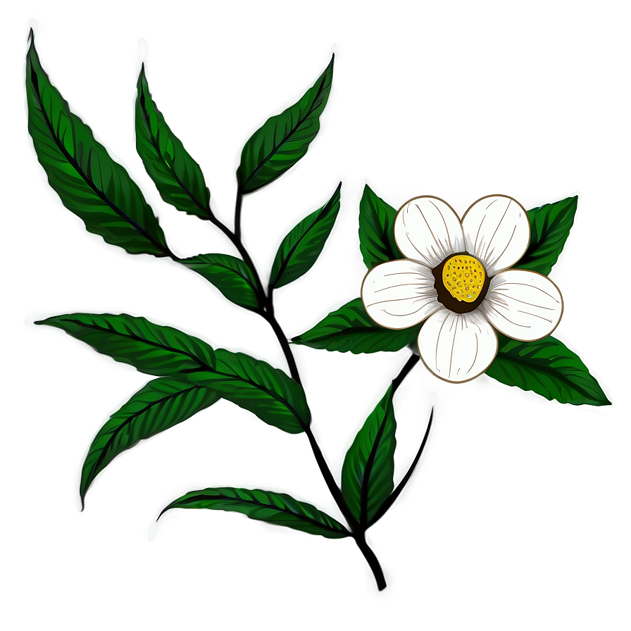 Botanical Flower Drawing Png Sjy67 PNG Image