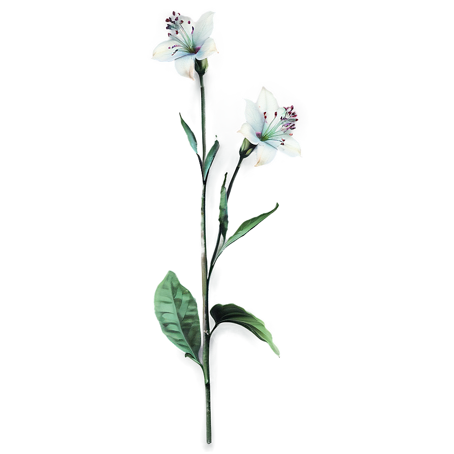 Botanical Flower Stem Png Yom40 PNG Image