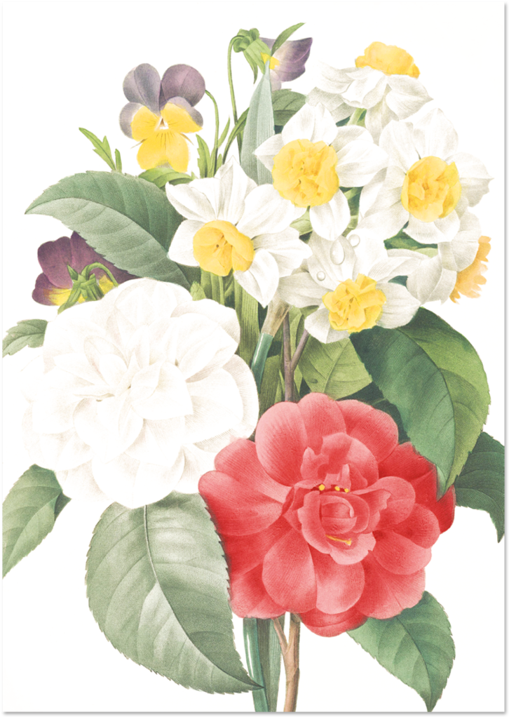 Botanical Illustration Floral Arrangement PNG Image