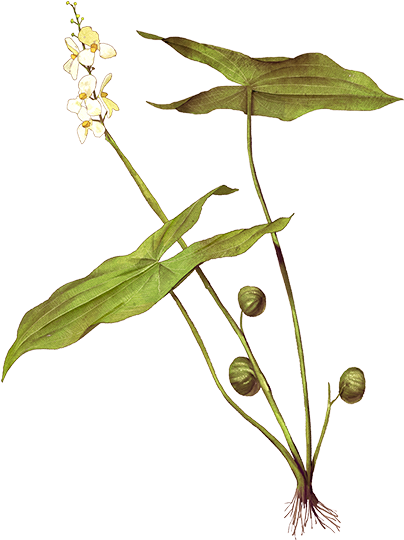 Botanical Illustration Green Plant PNG Image