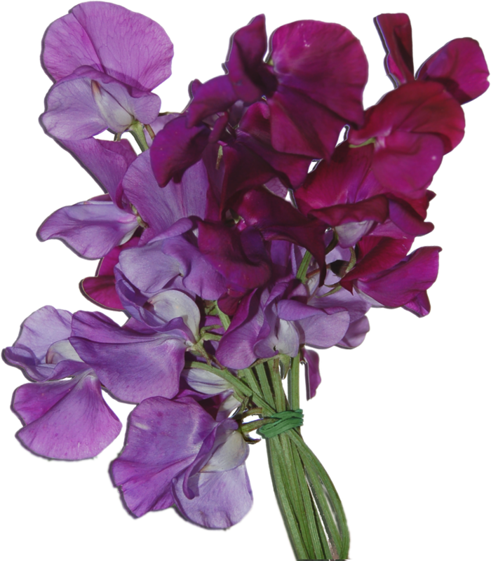 Bouquetof Sweet Peas Flowers PNG Image