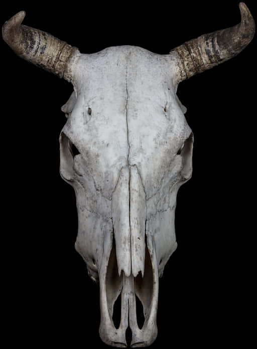 Bovine Skullwith Horns PNG Image