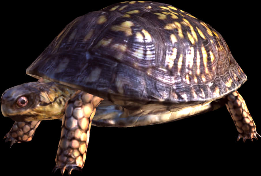 Box Turtle Isolatedon White Background PNG Image