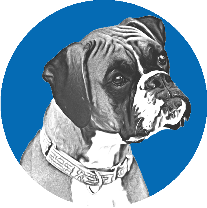 Boxer Dog Portrait Blue Background PNG Image