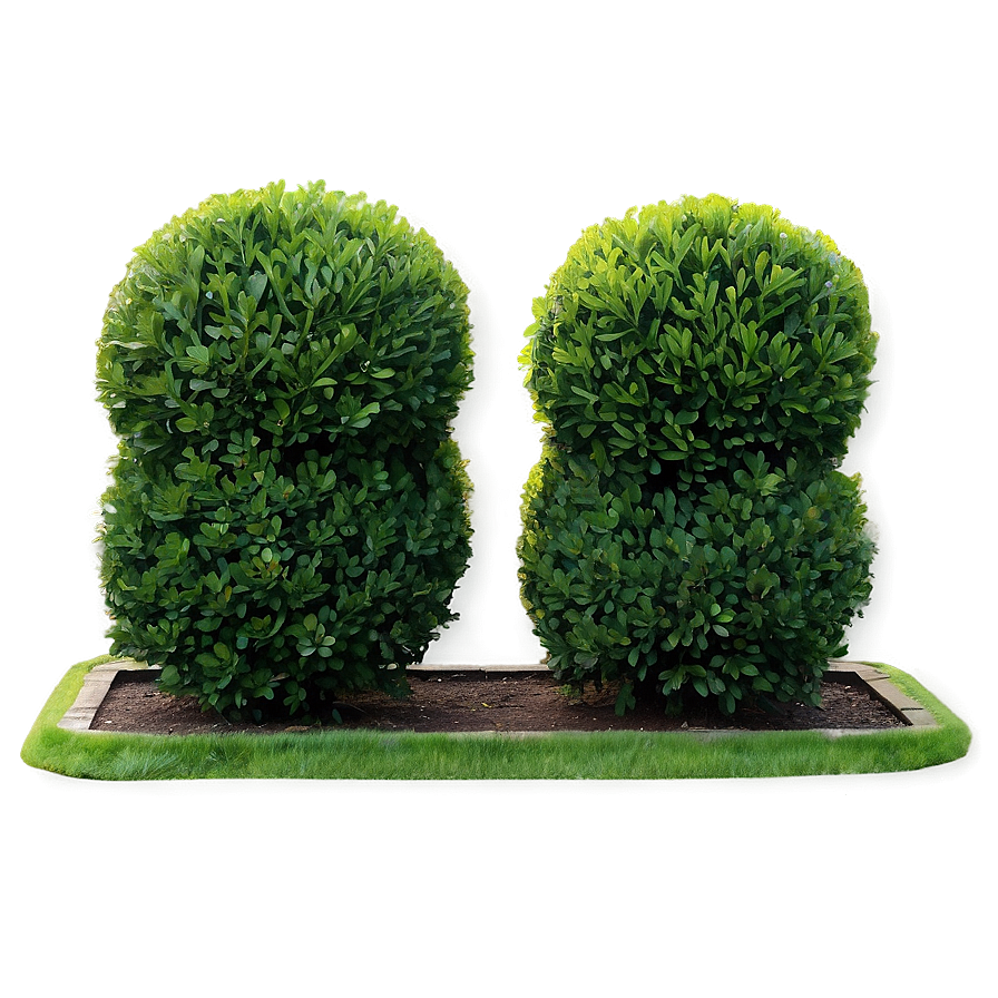 Boxwood Border Png Saq PNG Image