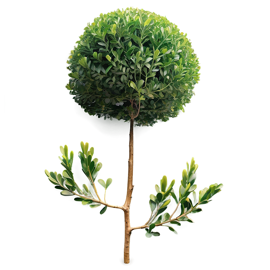 Boxwood Clipping Png 59 PNG Image