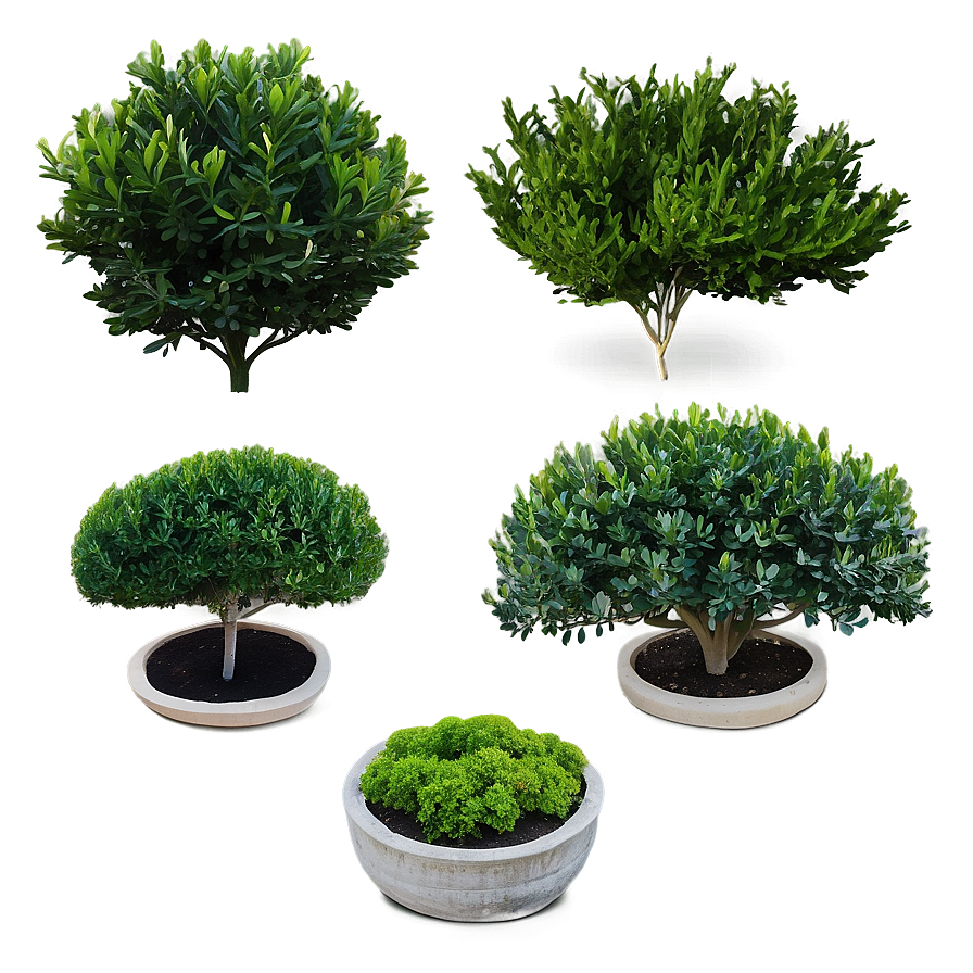 Boxwood Collection Png Xhy PNG Image