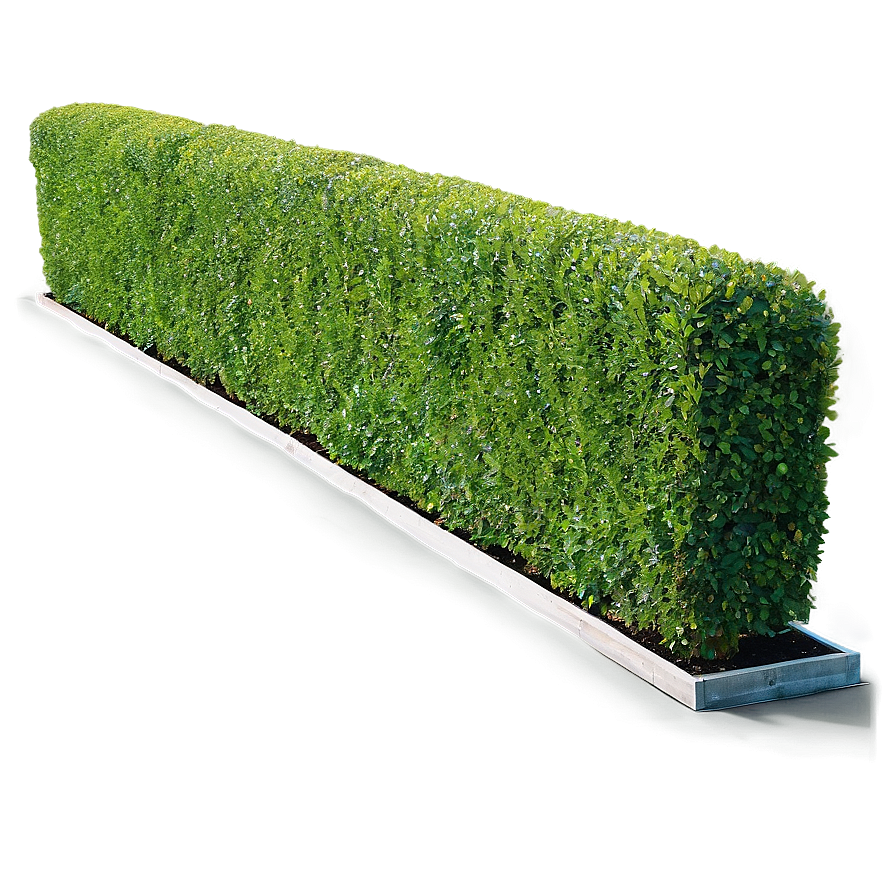 Boxwood Hedge Png 06212024 PNG Image