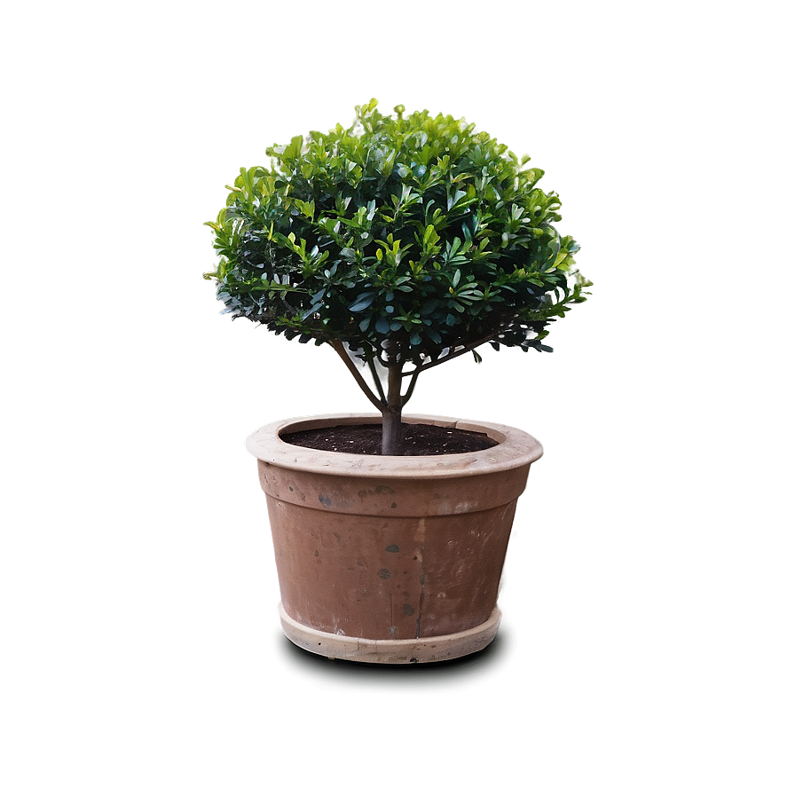 Boxwood Shrub Png Eaf PNG Image