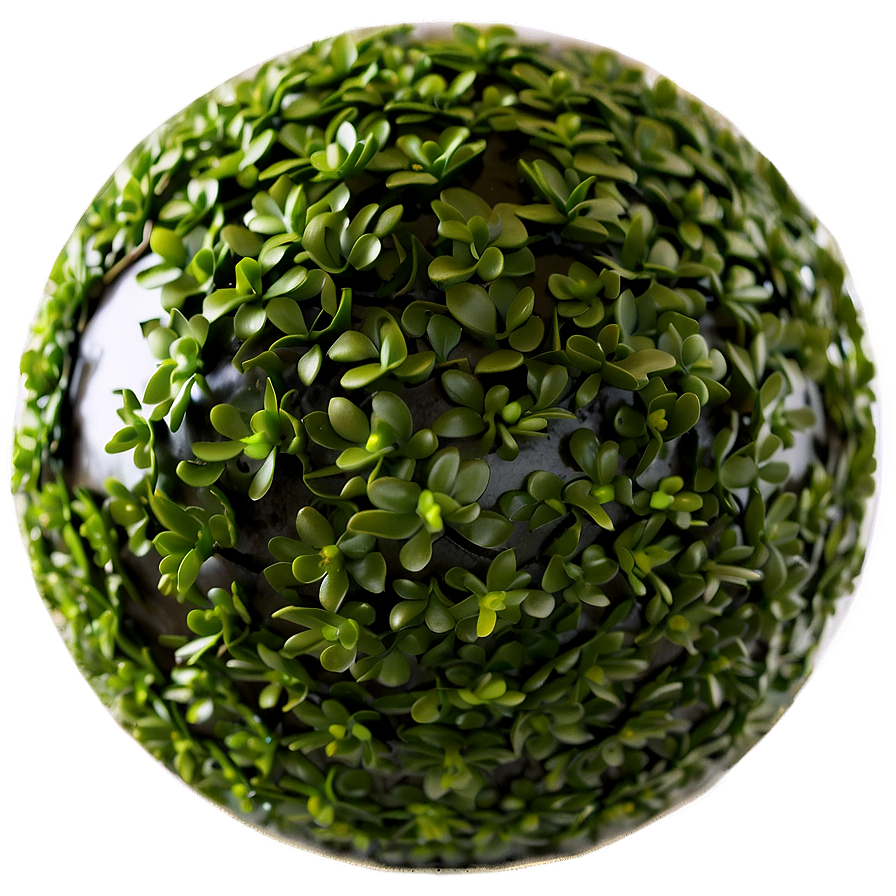 Boxwood Sphere Png Nfn2 PNG Image