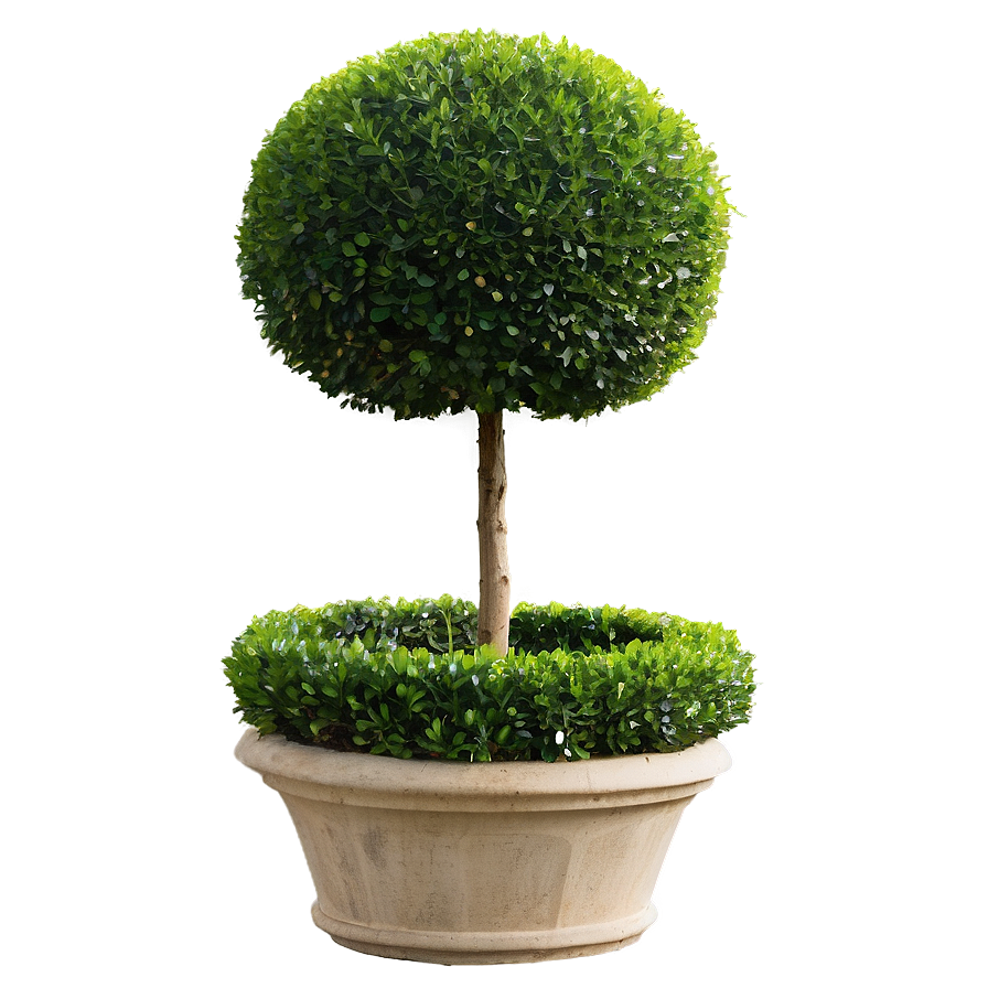 Boxwood Topiary Png 06212024 PNG Image