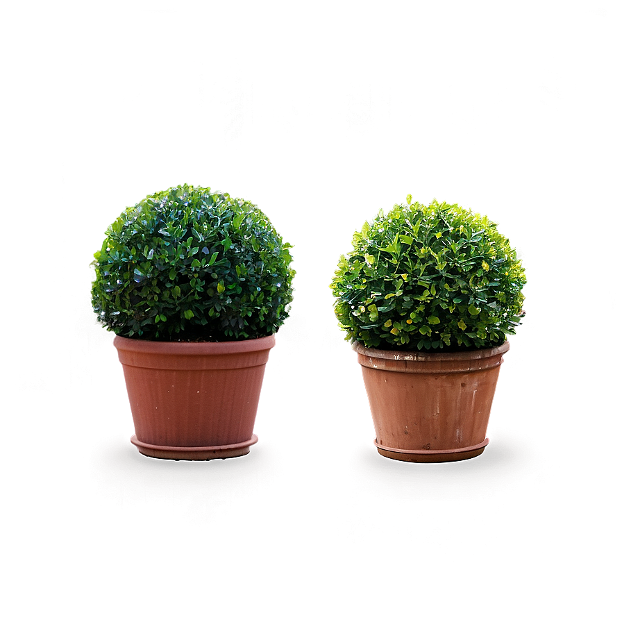 Boxwood Topiary Png Mok71 PNG Image