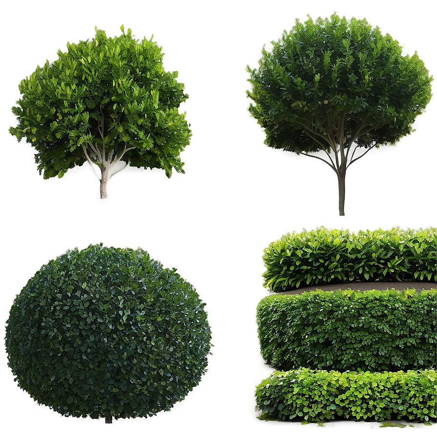 Boxwood Wall Png 4 PNG Image