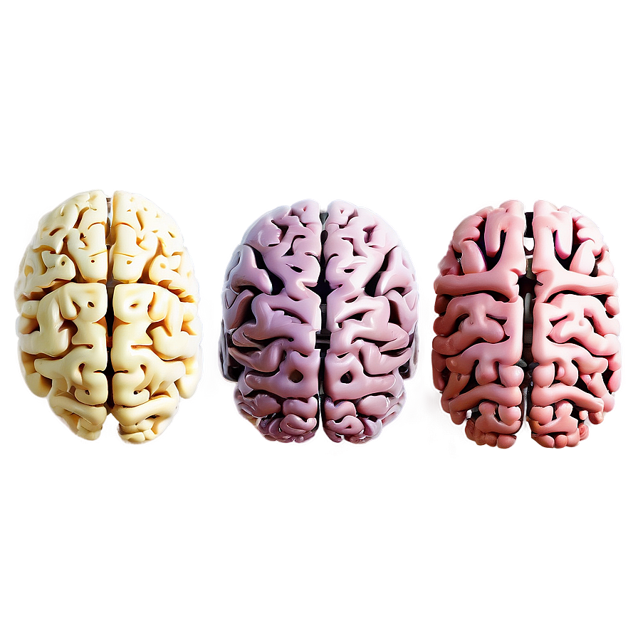 Brain Development Stages Png Ocm71 PNG Image