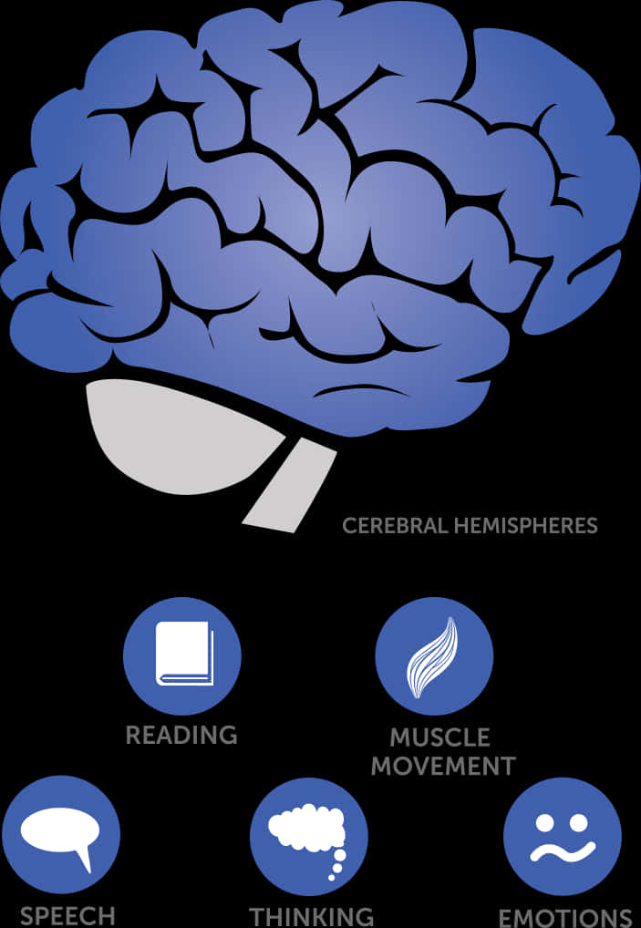 Brain_ Functions_ Illustration PNG Image