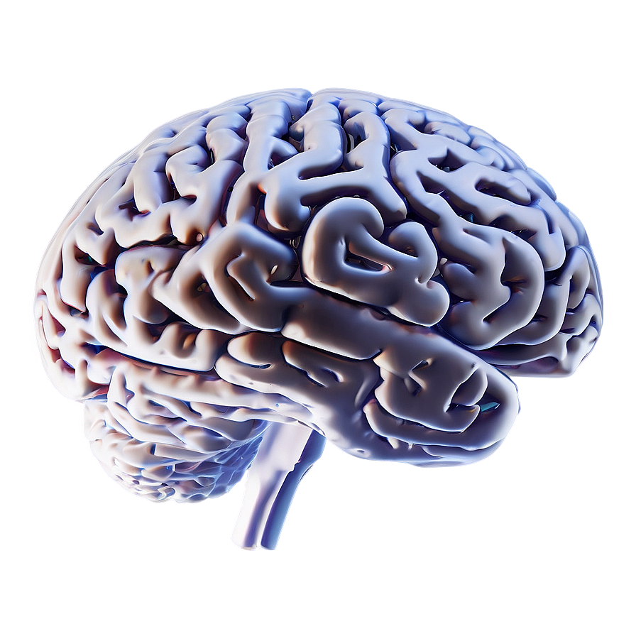 Brain Outline For Study Png Pgh89 PNG Image