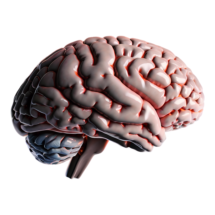 Brain Side View Png 29 PNG Image